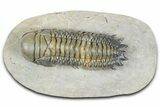 Flying Crotalocephalina Trilobite - Exposed Hypostome #359224-1